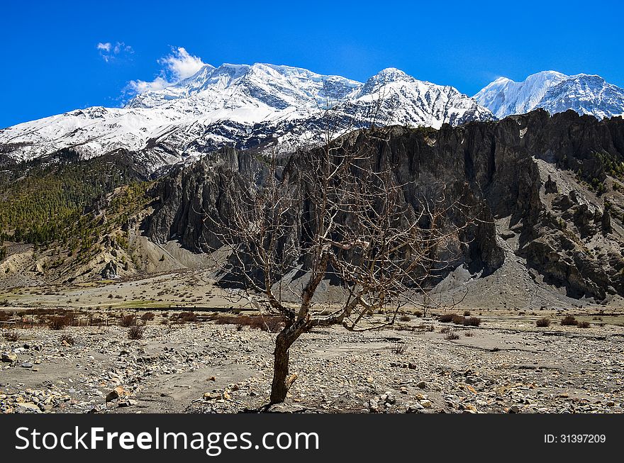 Dry tree and Himalayas mountain range