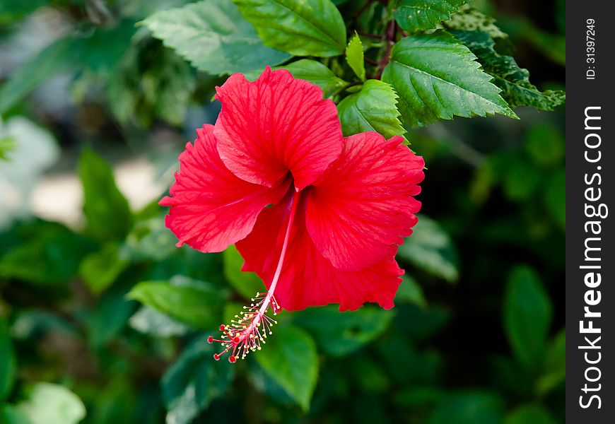 Red Hibiscus Flower. Shallow DOF