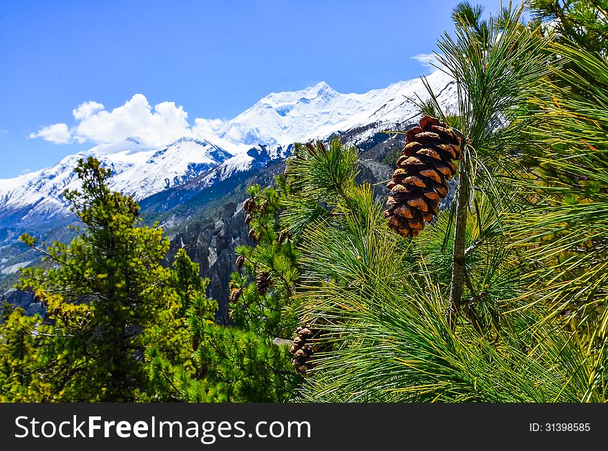 Cone on the tree with winter mountain peaks background
