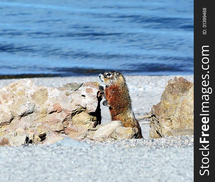 Marmot By The Lake