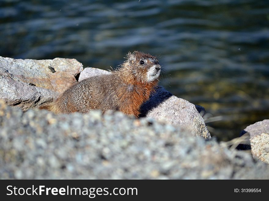 A marmot sits by it's den by a lake. A marmot sits by it's den by a lake