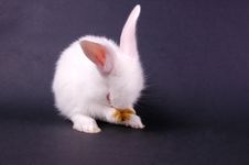 Young Rabbit Royalty Free Stock Photos Young Rabbit Royalty Free Stock Photos