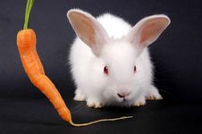 Young Rabbit Royalty Free Stock Photo Young Rabbit Royalty Free Stock Photo