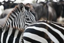 Plains Zebra Stock Photography Plains Zebra Stock Photography