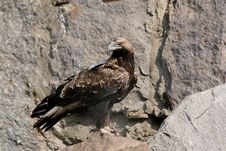 Eagle Stock Photo Eagle Stock Photo
