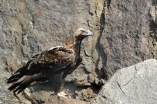 Eagle Stock Photo Eagle Stock Photo