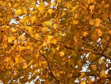 Autumn Tree Stock Photos Autumn Tree Stock Photos