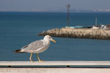 Seagull Walking By The Sea Stock Photos
