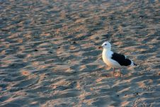 Beach Seagull Stock Photos Beach Seagull Stock Photos