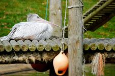 Pelican Sitting On Jetty Royalty Free Stock Photo Pelican Sitting On Jetty Royalty Free Stock Photo