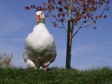Killer Goose Royalty Free Stock Images