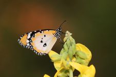 Common Plain Tiger Stock Photography Common Plain Tiger Stock Photography