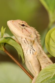 Changeable Lizard Royalty Free Stock Images Changeable Lizard Royalty Free Stock Images