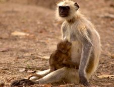 Langoor Baby & Mother Stock Image Langoor Baby & Mother Stock Image