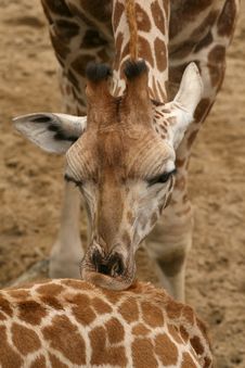 Giraffe Kissing Other Royalty Free Stock Photography
