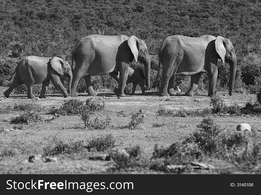 Elephant family on their way to a waterhole. Elephant family on their way to a waterhole