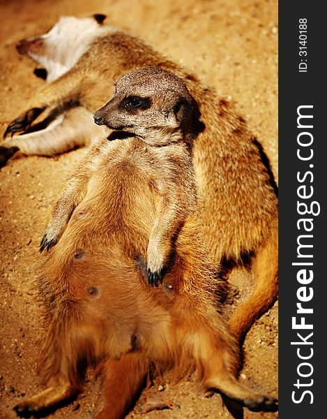 Cute meerkat using his friend as a pillow to have a rest while keeping an eye on the horizon for possible threats.