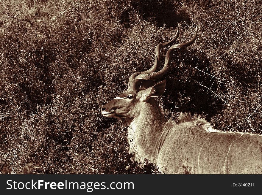 Kudu ram standing next to a bush