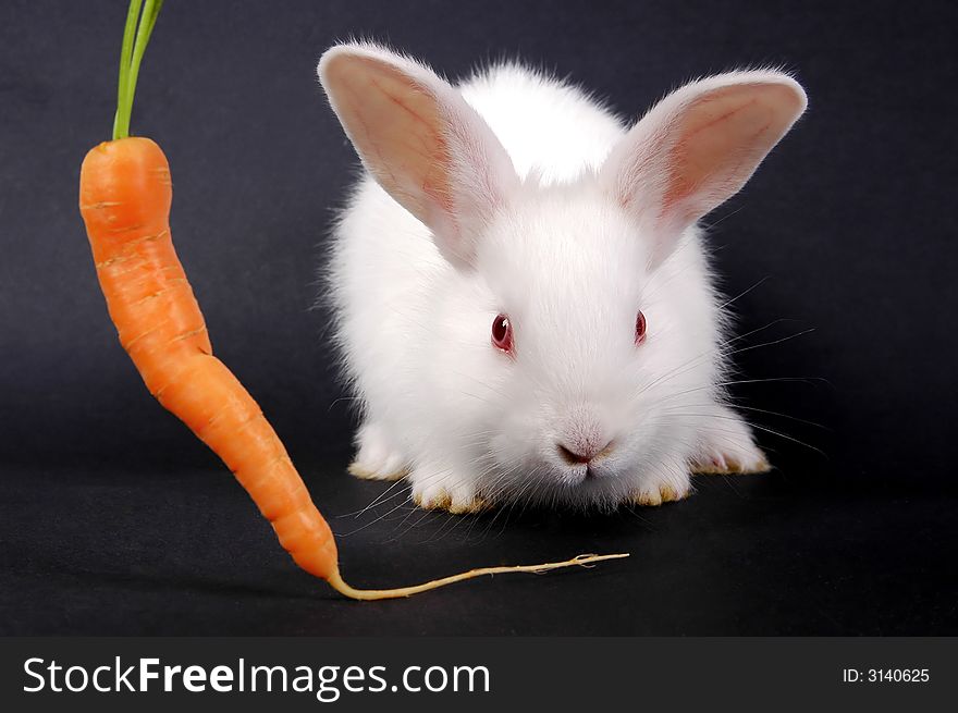 Young white rabbit with carrot on dark background. Young white rabbit with carrot on dark background