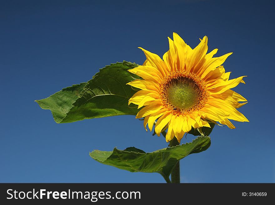 Yellow sunflower with blue sky