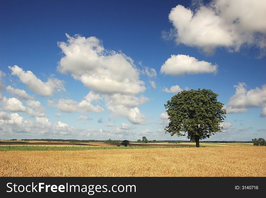 Alone tree with deep blue sky