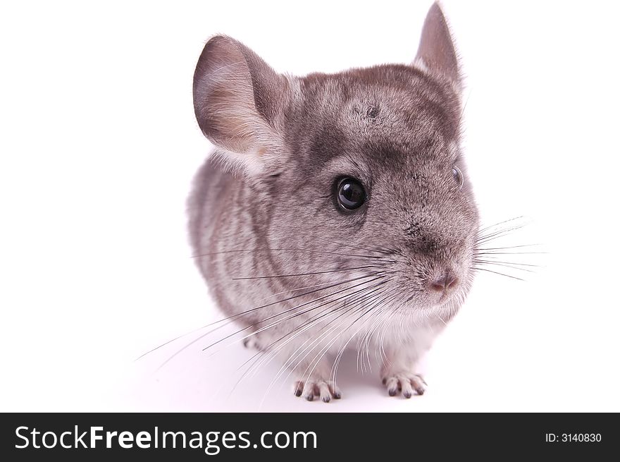 Young Chinchilla in front of white background
