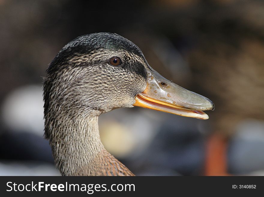 Portrait of a happy duck.