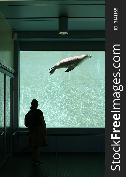 A Seal checks out a visitor at Taronga Zoo, Sydney, Australia. A Seal checks out a visitor at Taronga Zoo, Sydney, Australia