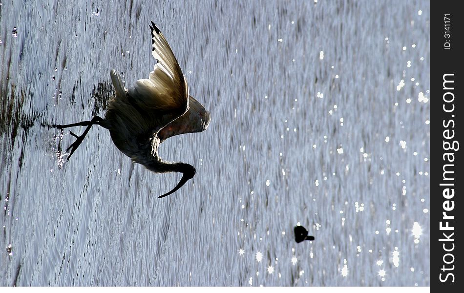 An Australian White Ibis flexes its wings on a lake in Centennial Park, Sydney, Australia