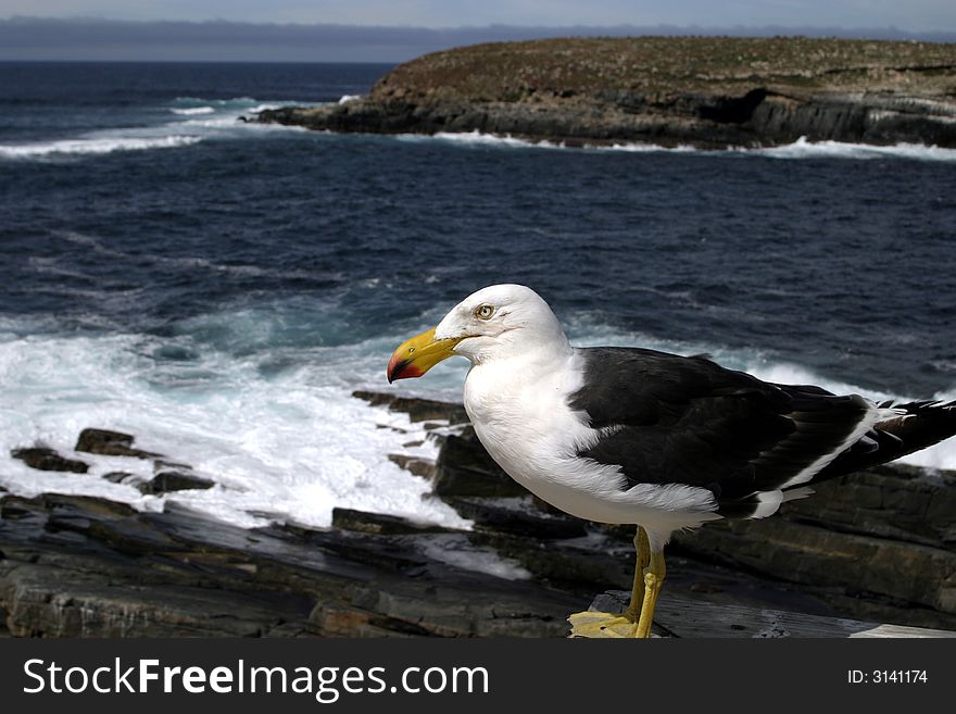 A Pacific Gull surveys the Tasman Sea from the rocks of Admiral's Arch, Kangaroo Island, South Australia