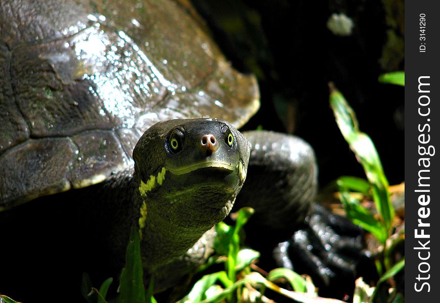 Turtle Up Close