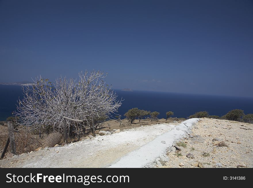 White tree in front of the ocean