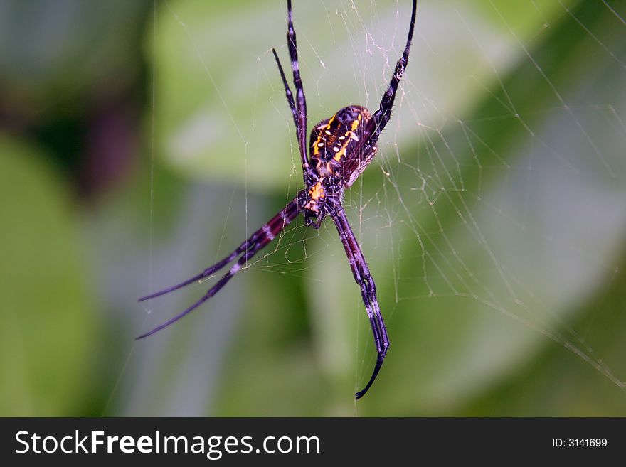 A coloured spider is hunting by his net in a jungle.