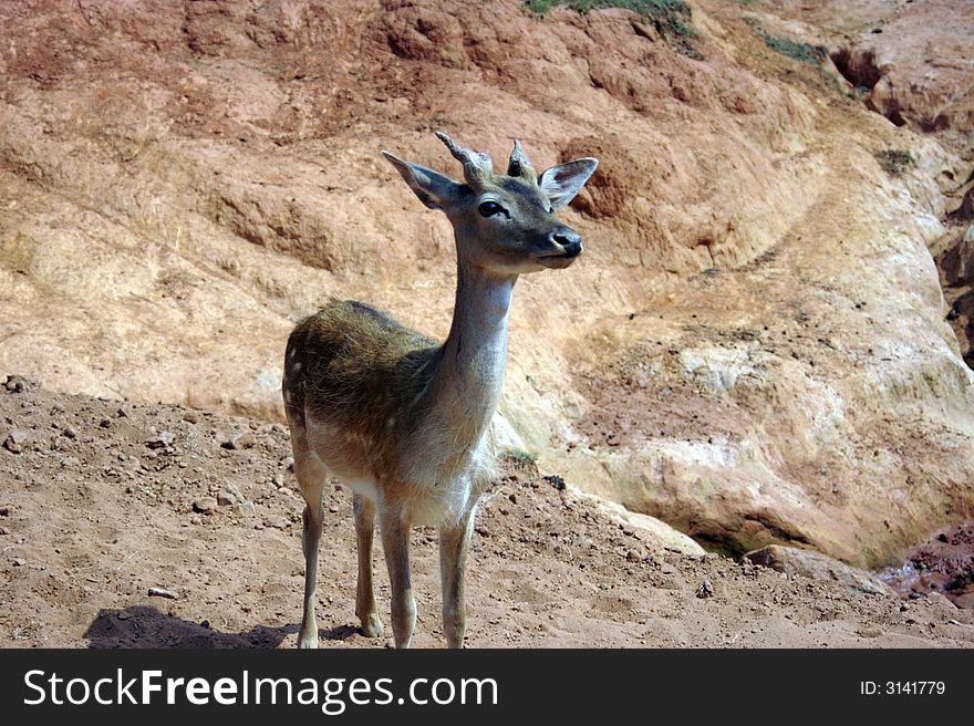 Small exotic deer in desert landscape. Small exotic deer in desert landscape