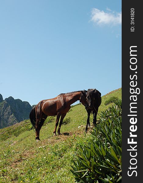 Brown horses grasing on the rocks