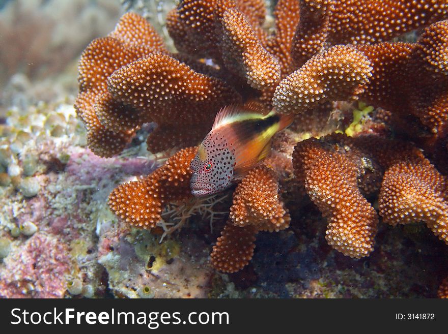 A little fish conceals herself in a coral. A little fish conceals herself in a coral