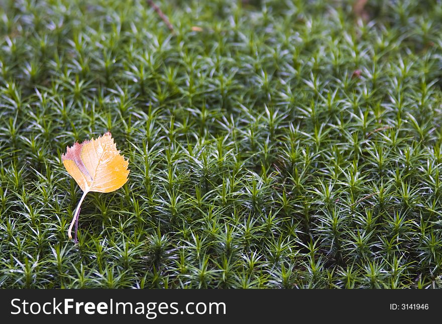 Birch leaf in autumn colours, on a bed of moss. Birch leaf in autumn colours, on a bed of moss