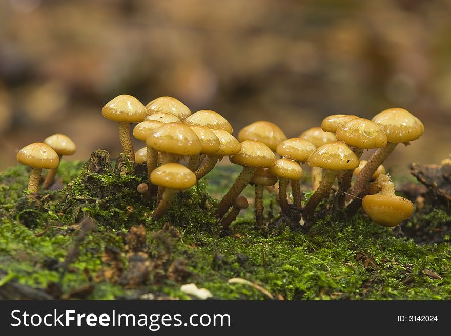 A group of shiny mushrooms on a mossy surface. A group of shiny mushrooms on a mossy surface