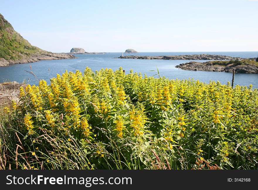 Yellow loose strife flowers by the ocean. Yellow loose strife flowers by the ocean