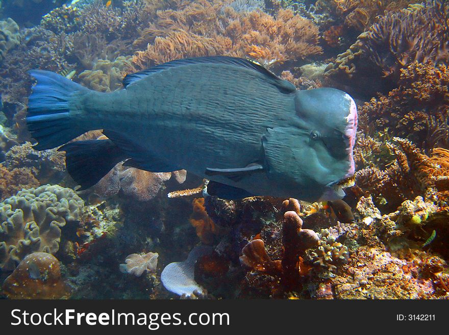 A big cone-shaped-head parrot-fish is against a background of corals. A big cone-shaped-head parrot-fish is against a background of corals