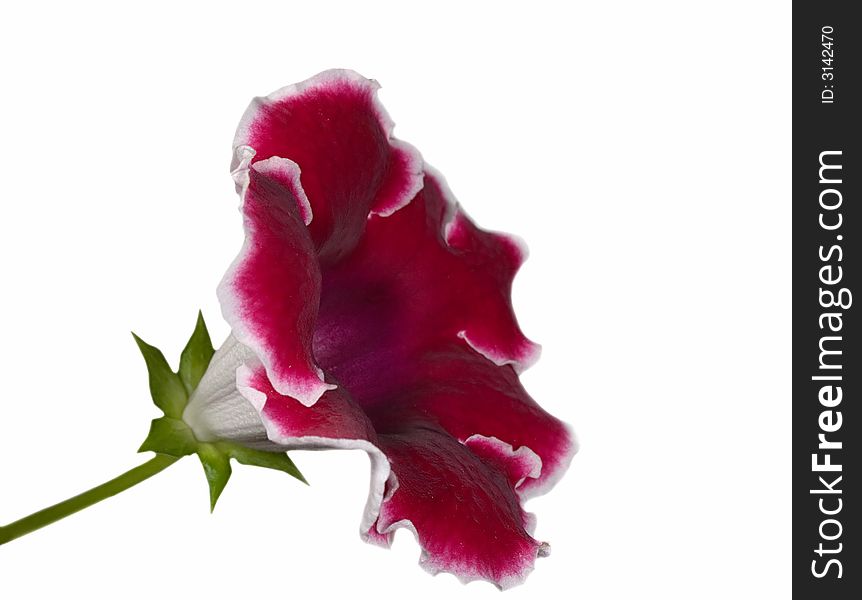 Red gloxinia flower isolated on white background. Red gloxinia flower isolated on white background