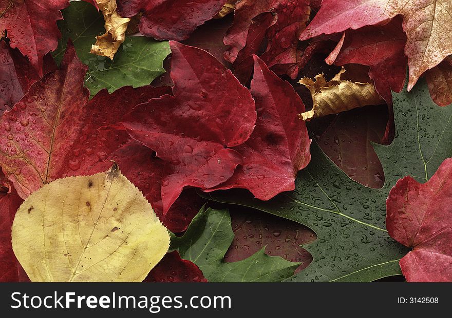 Fallen leaves in several colours. Fallen leaves in several colours