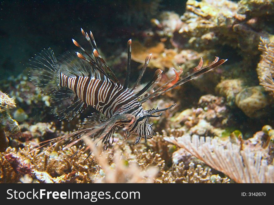 A poisonous zebra-coloured fish is against a background of corals. A poisonous zebra-coloured fish is against a background of corals