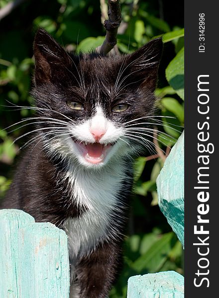 Black and white kitten look out from the fence