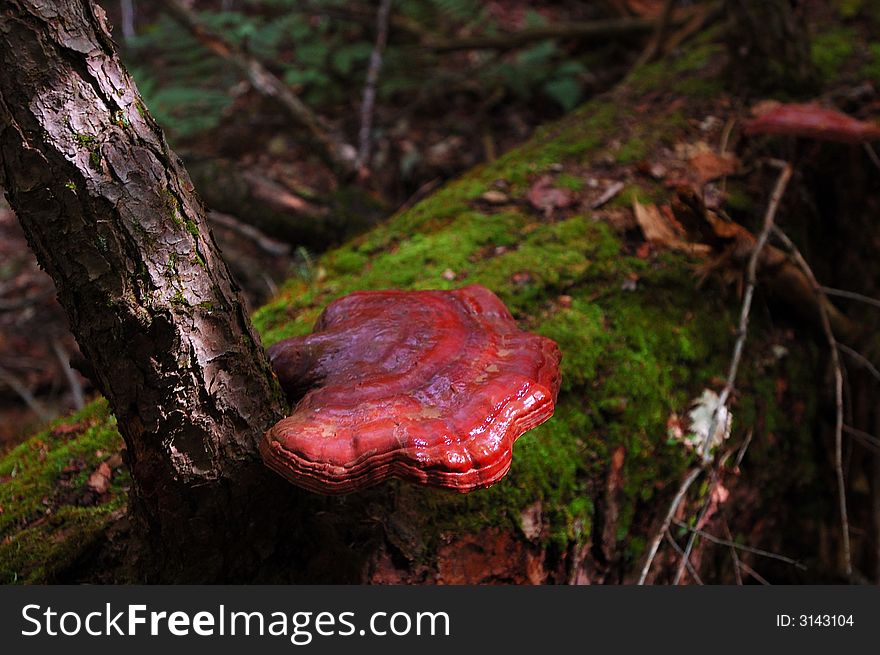 A red mushroom in th forest