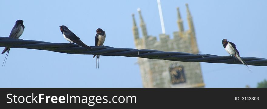 Swallows on telegraph wire getting ready to migrate