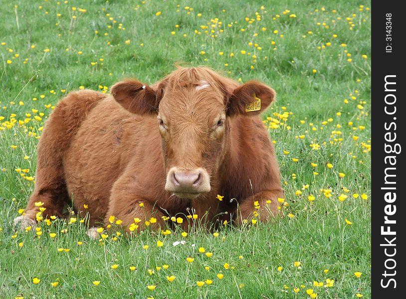 Cow resting in field