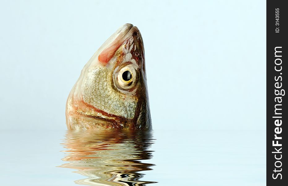 Sea bass head in the water with reflection