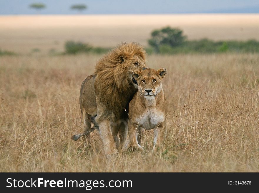 African lion and lioness during courtship Masai Mara, Kenya. African lion and lioness during courtship Masai Mara, Kenya