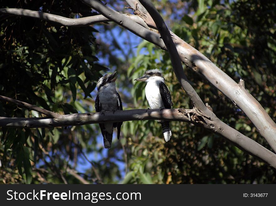 A pair of Laughing Kookaburras sitting in a Gum tree on the south coast of Victoria, Australia